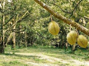 Benih Durian Kawin Kuching