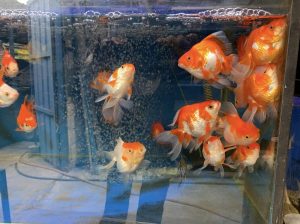 Goldfish & Gourami fish